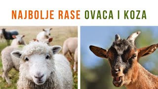 Koje Rase Ovaca i Koza su NAJBOLJE ZA UZGOJ [upl. by Werdma888]