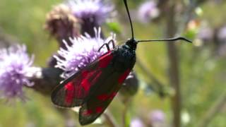 Schmetterlinge an der Mosel  Butterflies in Germany [upl. by Enoch113]