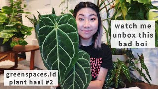 My 2nd plant haul from greenspacesid  Another rare plant haul from Indonesia [upl. by Archibaldo]