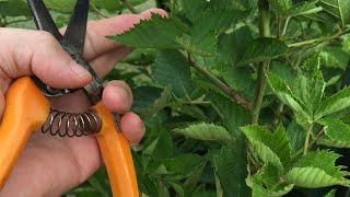 Pruning a FLORICANE Blackberry Is Different Than a PRIMOCANE  Know The Difference [upl. by Legyn]