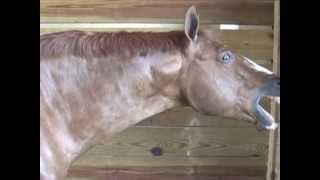 Horse Massage Withers Release Technique using the Masterson Method® [upl. by Akibma]