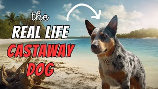 Australian Cattle Dog Facts 10 Amazing Heeler Facts [upl. by Yazbak471]