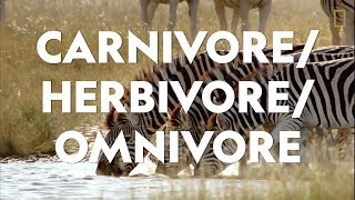 Definitions in the Field CarnivoreHerbivoreOmnivore [upl. by Camus]