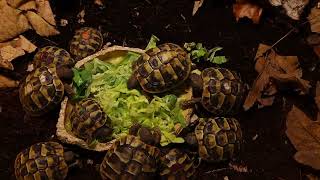 Burmese star tortoise [upl. by Doreg791]