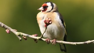 chants et cris du chardonneret élégant  HD carduelis carduelis   calls amp songs of goldfinch [upl. by Harriet]