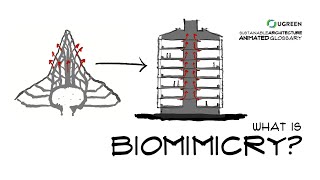 What Is Biomimicry  Sustainable Architecture Animated Glossary 16 [upl. by Notgnirrac112]