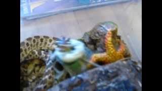 hognose vs anole [upl. by Esinek]