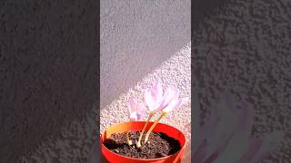 Autumn Crocus Timelapse timelapse plant progress [upl. by Bramwell]