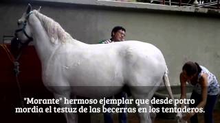 DIEGO VENTURA CON SU CUADRA DE CABALLOS PARA FERIAS COLOMBIANAS Y TEMPORADA AMERICANA [upl. by Bolton329]