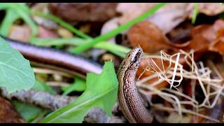 Slow Worms of the New Forest [upl. by Mettah716]