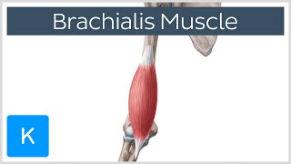 Brachialis Muscle Anatomy Overview  Human Anatomy  Kenhub [upl. by Kirbie]