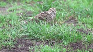 Lapland Bunting  Staines Res [upl. by Anstus163]