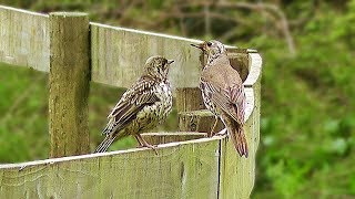 Mistle Thrush  Male and Female [upl. by Lurline400]