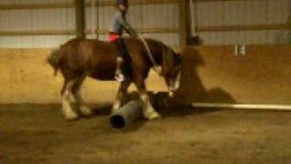 Amazing Jumping Clydesdale Mare [upl. by Ailero]