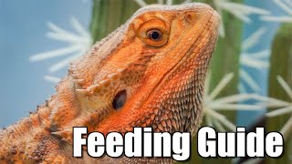 COMPLETE Bearded Dragon Feeding Guide [upl. by Barker411]