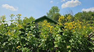 The Super Fantastic Native Sunflower Cup Plant [upl. by Gib]