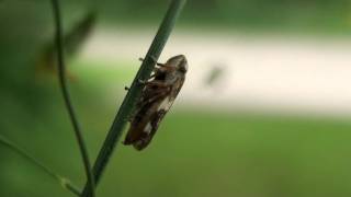 Meadow Spittlebug Cercopidae Philaenus spumarius on Grass Stem [upl. by Anidualc560]