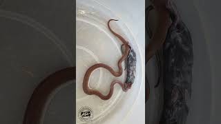 Snake eats massive RAT 🐀 snake BrownHouseSnake reptiles wildlife africa [upl. by Dasha]