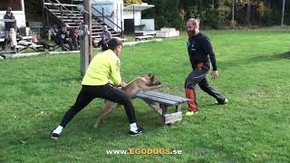 Powerfull malinois puppy in training with Viorel Scinteie is about how to start your pup protection [upl. by Cordula260]