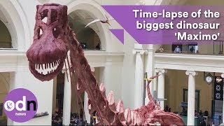 Timelapse of the biggest dinosaur Maximo [upl. by Yajnas939]