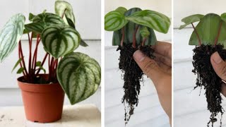 Watermelon leaf peperomia plant leaf propagation [upl. by Nanreit167]