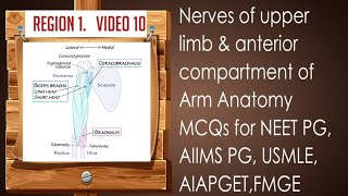 nerves of upper limb amp anterior compartment of arm anatomy mcqs for NEET PGUSMLE FMGE AIAPGET [upl. by Gaither939]