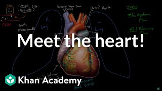 Meet the heart  Circulatory system physiology  NCLEXRN  Khan Academy [upl. by Lalitta563]