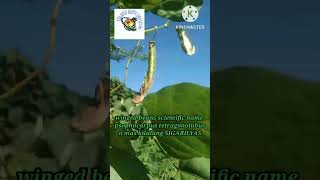 winged beanssigarilyas scipsophocarpus tetragonolubusviral shorts satisfyingvegetables [upl. by Attlee]