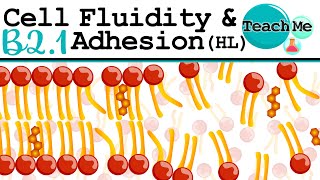 B21  Cell Fluidity amp Adhesion  IB Biology HL [upl. by Grantley]