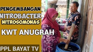 PENGEMBANGAN NITROBACTER DN NITROSOMONAS  KWT ANUGRAH  PPL BAYAT TV [upl. by Ynaffi280]