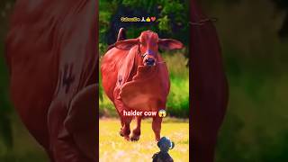 mera mola haider haider cow video 😳shortsislamic ytshorts viraltrending [upl. by Ojahtnamas]