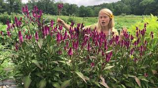 Growing Celosia from Seed [upl. by Sumetra875]