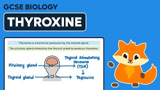 Thyroxine  GCSE Biology [upl. by Atteloj]