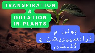 Transpiration in plants Gutation in Plants [upl. by Chretien]