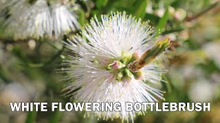 Snow Burst™ Callistemon  Striking white flowers [upl. by Ez39]