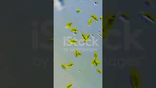 Euglena viridis of Phylum Protozoa under microscope [upl. by Nauht]