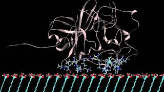 protein adsorption on COOH surface [upl. by Castora]