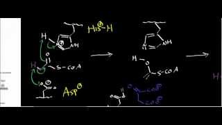 Biochemistry  Citrate Synthase Mechanism [upl. by Aylat973]