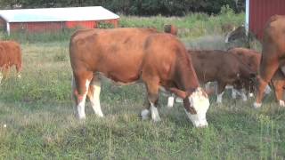 fleckvieh cows and calves [upl. by Yelreveb]