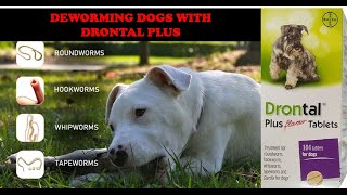 Deworming Dogs With Drontal Plus [upl. by Blumenthal]