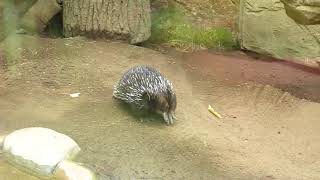 Tachyglossus aculeatus [upl. by Putscher]