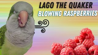 QUAKER PARROT BACON PANCAKES amp BLOWING RASPBERRIES [upl. by Stanislaus26]