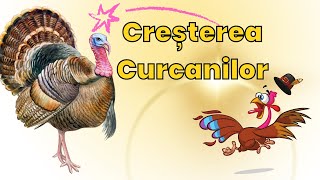 Cresterea Curcanilor Adapost  Hrana  Cerinte [upl. by Etan]