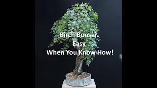 Birch Bonsai Easy When You Know How [upl. by Verna]