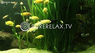 Background Music  Instrumental Meditation Regeneration amp Relax  AQUARIUM MAGIC [upl. by Adnilrev]