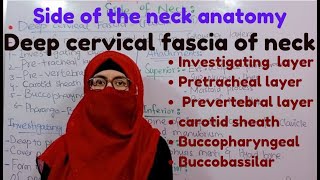 Side of the neck  deep cervical fascia  all layers of fascia Colli  head and neck anatomy [upl. by Jerad]