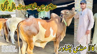 Kala Maweshi mandi peshawarBary janwar agye mandi full hogyi😍Cattles prices update [upl. by Finer]