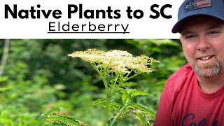 Elderberries Native Plants to SC [upl. by Yenttihw387]