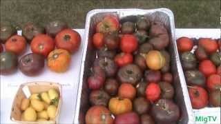 How to Save Tomato Seeds  Seed Saving Series [upl. by Alaine]