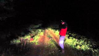 Wolf howling in Eastern Algonquin Park September 2014 [upl. by Elocal]